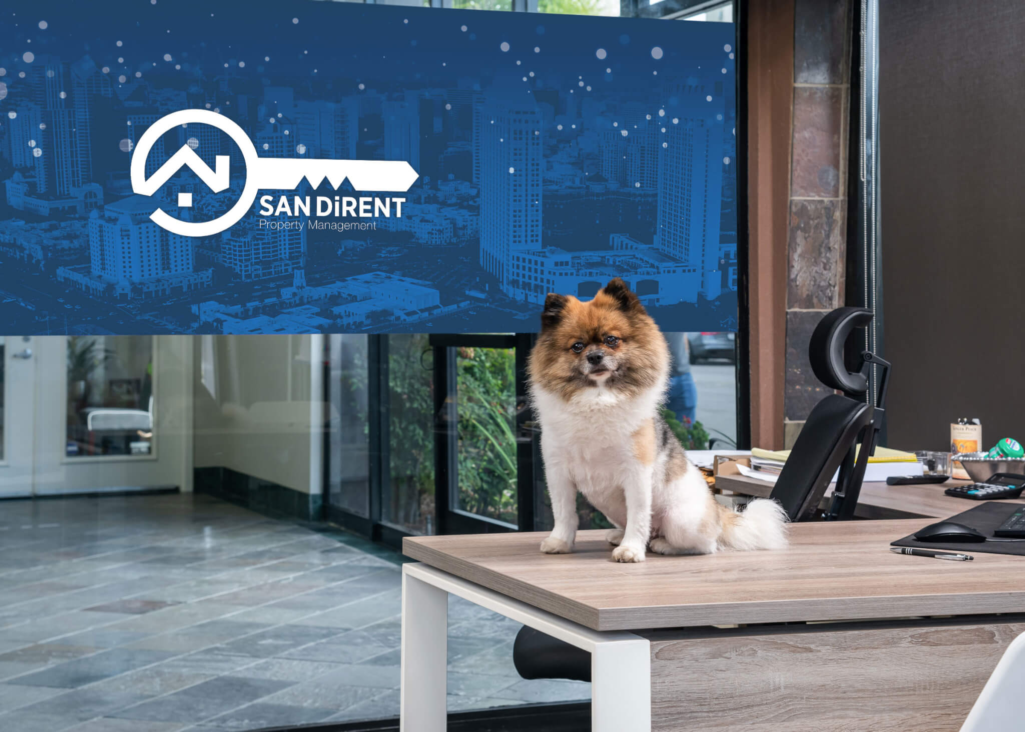 Simba, a fluffy Pomeranian, sitting on an office desk