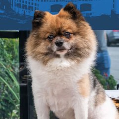 Simba, the Sandirent office dog
